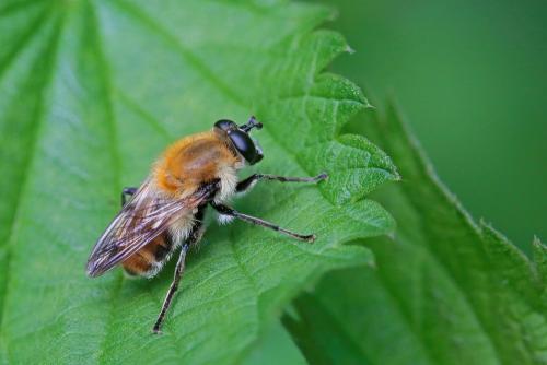 Criorhina floccosa